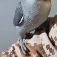 طوطی کوتوله رام بازی گوش|پرنده|سقز, |دیوار