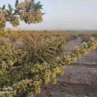 زمین کشاورزی با درختان بارور ۲۰ ساله