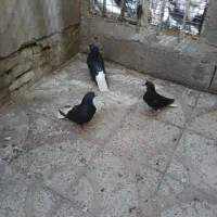 یه جف دم سفیدنرماده