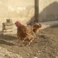 دو تا مرغ خانگی تخم گذار