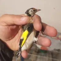 جوجه نر سهره