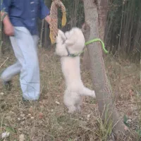 سگ پاپی باهوش|سگ|شهرکرد, |دیوار