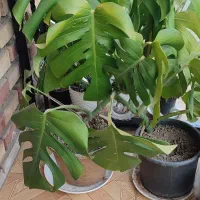 گل گلبرگ انجیری