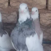 طوقی و کله الماسی|پرنده|باغ بهادران, |دیوار
