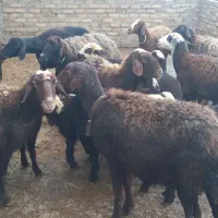 فروشی گوسفند|حیوانات مزرعه|شیروان (لرستان), |دیوار