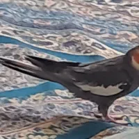 عروس هلندی گمشده