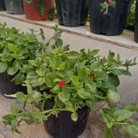 گلدون گل یخ