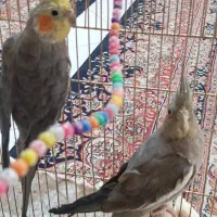 یک جفت عروس هلندی|پرنده|پیشوا, |دیوار