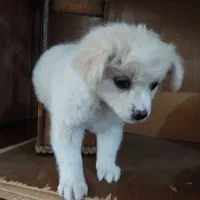 سگ نژاد دار دوماهه