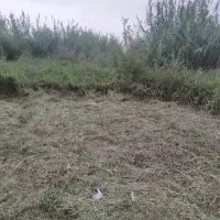 برش درخت وعلف زنی و هرس