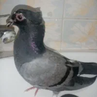 کفتر پرشی جوجه جیر دونه 60|پرنده|قم, باغ شازده|دیوار