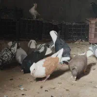 پشت زرد ماده