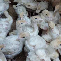 جوجه بوقلمون بیوتی۶اصل زرین