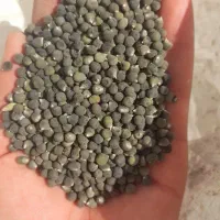 بذر بامیه محلی