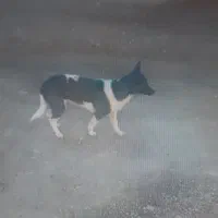 سگ پا کو تا  آمریکایی