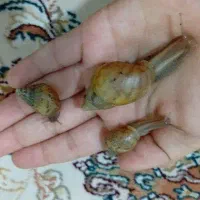 حلزون|خزنده|محمدشهر, محمدشهر|دیوار