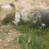 چندراس بزداشتی