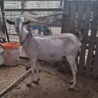 بز صلاله|حیوانات مزرعه|دزفول, |دیوار