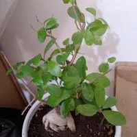 گل بنسای|گل و گیاه طبیعی|کرج, حیدرآباد|دیوار