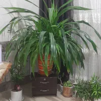 گل پاندانوس طبیعی