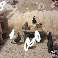 کبوتر