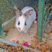 خرگوش بازی گوش