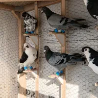 کفتر یا کبوتر پرشی خال بزک پشتی پولکی سوسکی  پرشی