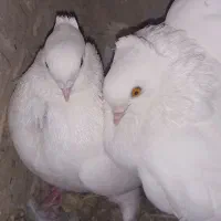 کبوتر کاکولی سفید|پرنده|خمینی‌شهر, |دیوار