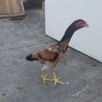 لاری اوشامو|حیوانات مزرعه|قزوین, |دیوار