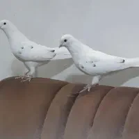 یک جفت نر و ماده خال قدیم استثنایی