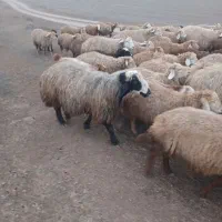 یک قوچ دو دندان اصیل سیمی از نصل کردستان