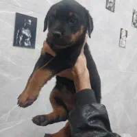 روتوایلر ماده فوری|سگ|فردیس, فردیس|دیوار