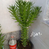 گلهای زیبا خانگی|گل و گیاه طبیعی|مرند, |دیوار