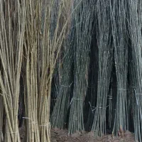 نهال یارانه ای صنوبر و کبوده