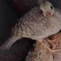 جوجه تزئینی خوشگل ۲ماهه