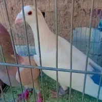 کفتر پشت گراف و دمبی|پرنده|تربت جام, جامرود|دیوار