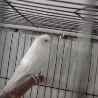 مرغ عشق سفید نر 300