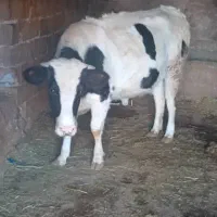 گاو|حیوانات مزرعه|میانه, |دیوار