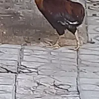 خروس ریشو چهل تاج کردی