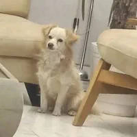 « گمشده » در مسجدالرسول|سگ|مرودشت, مسجد رسول|دیوار