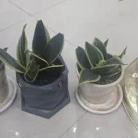 فروش گل|گل و گیاه طبیعی|گلپایگان, |دیوار