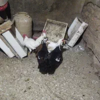 اردک اسرائیلی و مرغ محلی ومرغ سفید