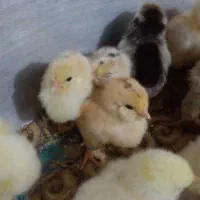 جوجه ۴ روزه گلین