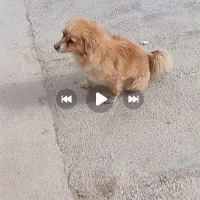 سگ پاکوتاه|سگ|جوکار, |دیوار