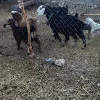 فروش کهره و بز