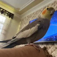 عروس هلندی