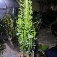 افوربیا ۴۰|گل و گیاه طبیعی|اصفهان, شاه پسند|دیوار