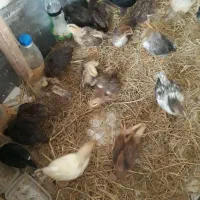 جوجه یک ماهه