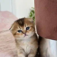 دنیای گربه های اسکاتیش فولد اصیل|گربه|رشت, دیلمان|دیوار