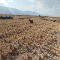 بزفروشی|حیوانات مزرعه|دورود, |دیوار